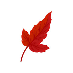 Bright autumn leaf vector Illustration on a white background