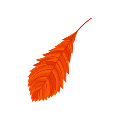 Bright autumn orange elm leaf vector Illustration on a white background