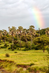 Fototapeta na wymiar Acacias in Kenya on a cloudy day