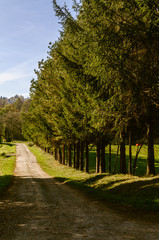 Bieszczady Mountains, Polana, Poland. Row of trees near Orthodox church in small village in sunny day.