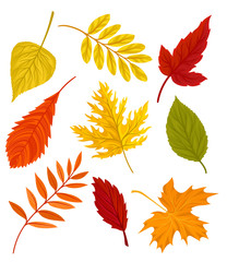Collection of beautiful colourful autumn leaves vector Illustration on a white background