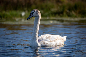 A young swan looks elegant and beautiful as it swims around the lake