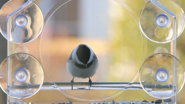 Slow motion of one small chickadee bird sitting perched on plastic glass window feeder perch, sunny day, looking down, jumping inside, taking sunflower seed, eating, flying away in evening in Virginia