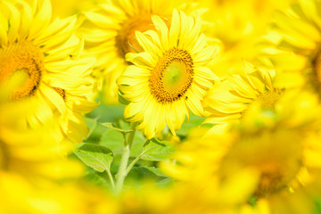 Obraz premium yellow sunflowers on green background