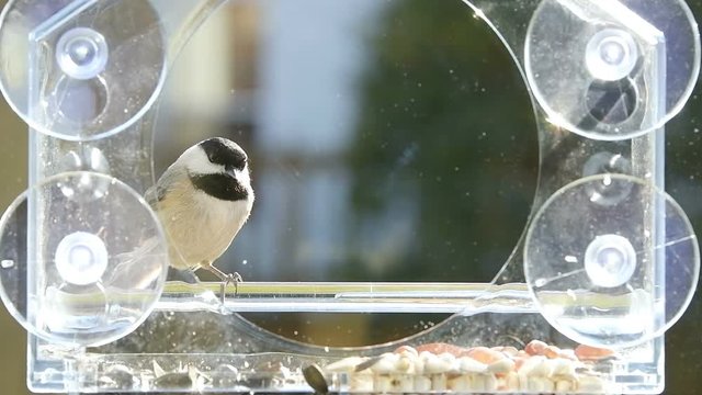 Slow motion closeup of one small chickadee bird sitting perched on glass plastic window feeder perch, sunny day, looking down, taking sunflower seed, eating, flying away in evening in Virginia