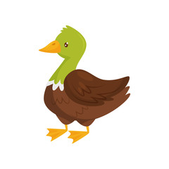 Duck with green head and brown body. Farm bird. Domestic fowl. Poultry farming. Flat vector design