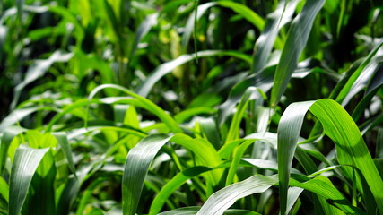 Corn farm. The yellow sweet corns or maizes, the large grain plant.