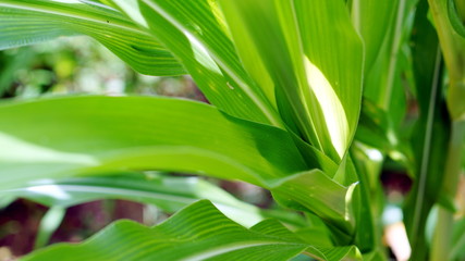 Fototapeta na wymiar Corn farm. The yellow sweet corns or maizes, the large grain plant.