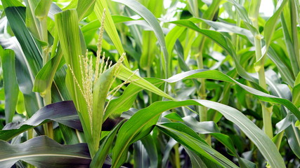 Obraz premium Corn farm. The yellow sweet corns or maizes, the large grain plant.