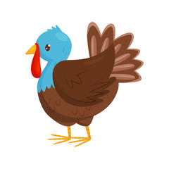 Flat vector portrait of turkey with blue head and brown body. Farm bird. Poultry farming. Domestic fowl