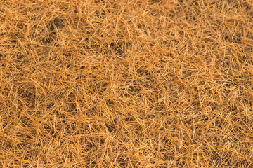 fallen larch needles on ground