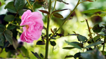 Pink roses in the garden with blur background. Soul emmanuel roses.