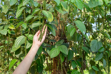 Piper nigrum fresh green pepper seed from tree on hand