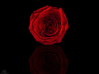 scarlet rose on black background