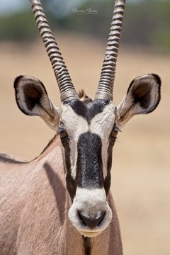 Oryx Profile