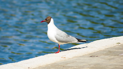 Black-headed Gull or Chroicocephalus ridibundus close-up portrait on border of pond, selective focus, shallow DOF