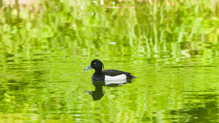 Male Tufted Duck or Aythya fuligula swimming in river, close-up portrait, selective focus, shallow DOF