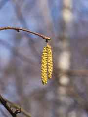 Hazelnut catkins on branch macro with bokeh background, selective focus, shallow DOF