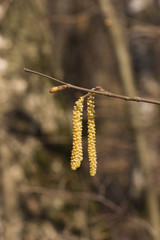 Hazelnut catkins on branch macro with bokeh background, selective focus, shallow DOF