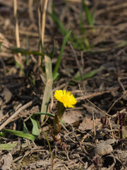 Flower in early spring, blooming coltsfoot, tussilago farfara, macro with bokeh background selective focus, shallow DOF