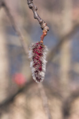 Aspen catkins on branch with bokeh background macro, selective focus, shallow DOF