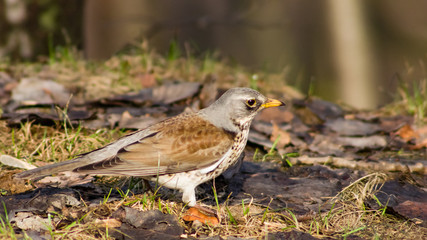 Fieldfare turdus pilaris close-up portrait in dry grass, selective focus, shallow DOF