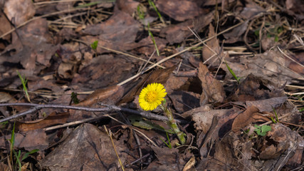 Flower in early spring, blooming coltsfoot, tussilago farfara, macro with bokeh background selective focus, shallow DOF