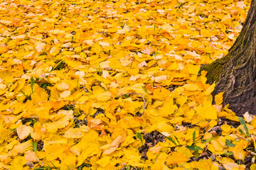 Autumn Fall Maple Leaves on Green Grass