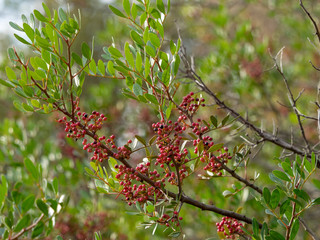 Pistacia lentiscus. Feuillage et baies rouges et noires du pistachier lentisque