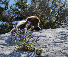 Flower blooming on the Rock of Gibraltar with monkey in sunlight