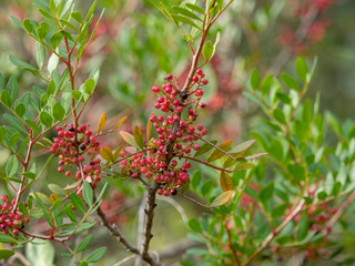 Pistacia lentiscus. Feuillage et baies rouges et noires du pistachier lentisque