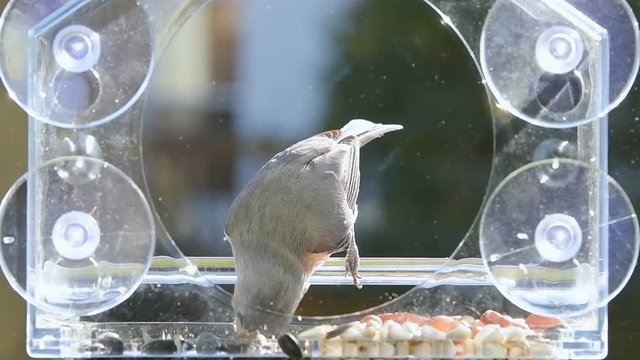 Slow motion of one tufted titmouse perched on plastic window bird feeder perch on suction cups with sunflower seeds, jumping inside, taking peanut nut, flying away in sunny autumn in Virginia