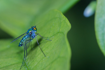 long-legged fly on green leaf/Dolichopodidae