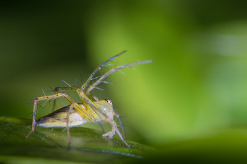 lynx spider on green leaf/female spider
