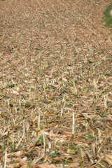 Corn field at autumn