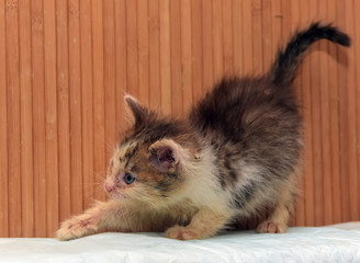 little dirty sick kitten