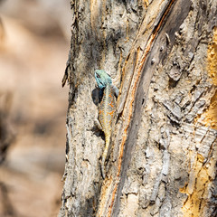 Female Tree Agama