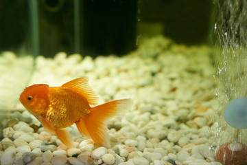 Goldfish in the freshwater
