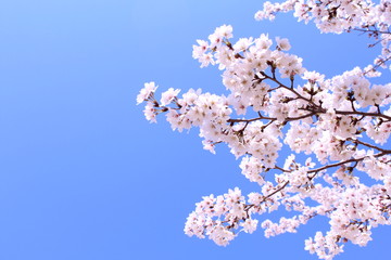 桜の花　ソメイヨシノ