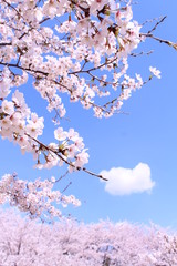 桜の花　ソメイヨシノ