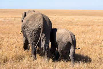 Fototapeta premium Elefantenmutter mit Baby im Wüstengras
