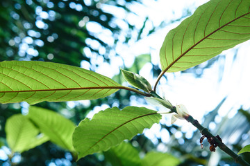 Kratom or Mitragyna speciosa in the tropical evergreen tree. It's in the coffee family and can used in traditional medicine but minor side effects may include nausea, vomiting, and constipation.