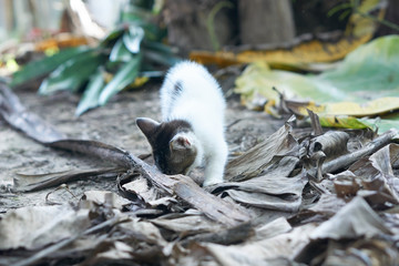 Funny kitten play outdoor