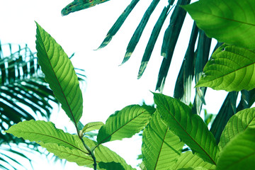 Kratom or Mitragyna speciosa in the tropical evergreen tree. It's in the coffee family and can used...