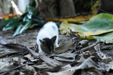 Funny kitten play outdoor