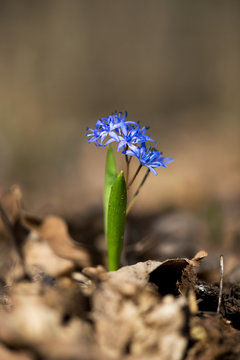 Close up of alpine squill or two-leaf squill, Scilla bifolia - selective focus, copy space