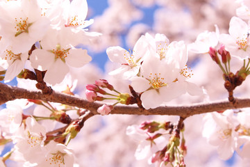 桜の花　ソメイヨシノ