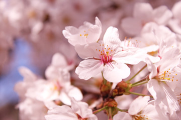 桜の花　ソメイヨシノ