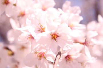 Fototapeta premium 桜の花 ソメイヨシノ