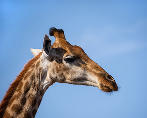 Giraffe Portrait